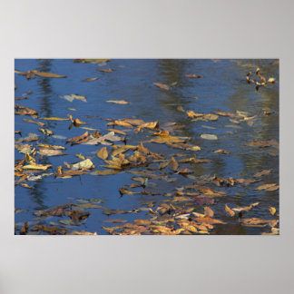 Fallen Leaves in Water Poster