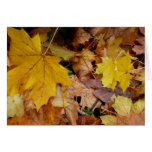 Fallen Maple Leaves Yellow Autumn Nature