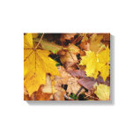 Fallen Maple Leaves Yellow Autumn Nature Canvas Print