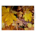 Fallen Maple Leaves Yellow Autumn Nature Card