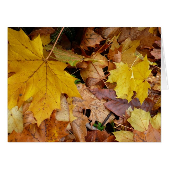 Fallen Maple Leaves Yellow Autumn Nature Card (Front Horizontal)