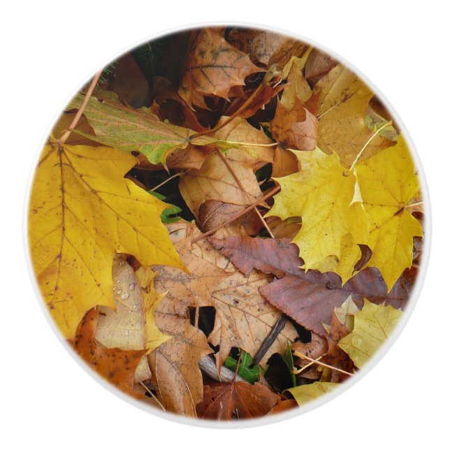 Fallen Maple Leaves Yellow Autumn Nature Ceramic Knob (Front)