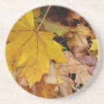 Fallen Maple Leaves Yellow Autumn Nature Coaster