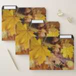 Fallen Maple Leaves Yellow Autumn Nature File Folder