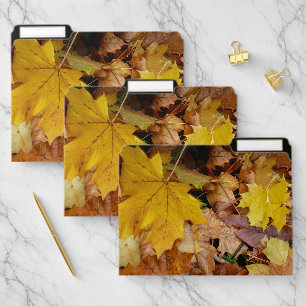 Fallen Maple Leaves Yellow Autumn Nature File Folder