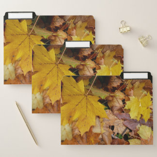 Fallen Maple Leaves Yellow Autumn Nature File Folder