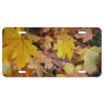 Fallen Maple Leaves Yellow Autumn Nature License Plate
