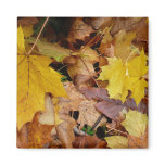 Fallen Maple Leaves Yellow Autumn Nature Magnet