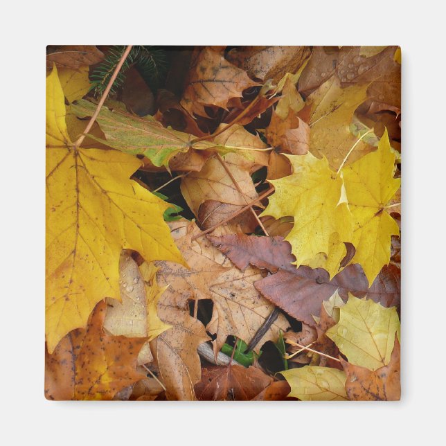 Fallen Maple Leaves Yellow Autumn Nature Magnet (Front)