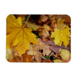 Fallen Maple Leaves Yellow Autumn Nature Magnet
