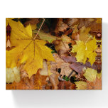 Fallen Maple Leaves Yellow Autumn Nature Paperweight