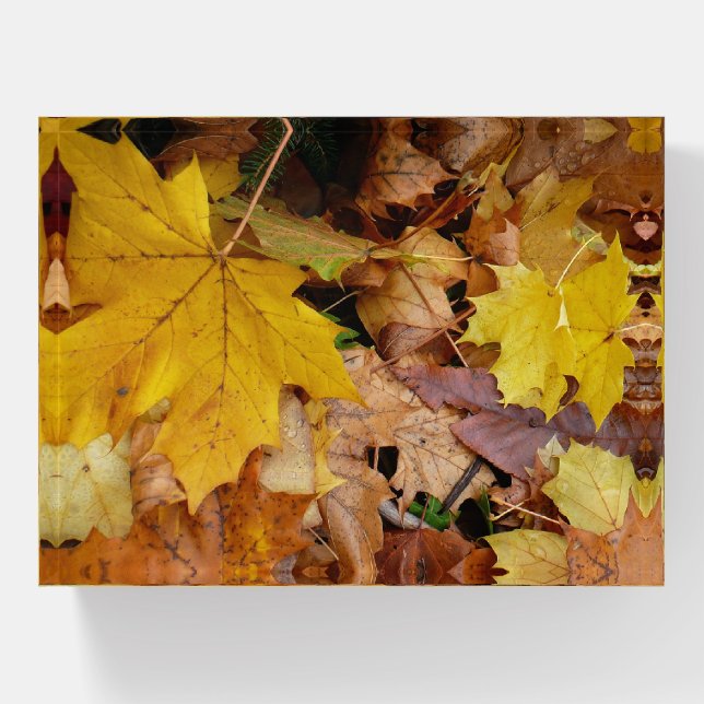 Fallen Maple Leaves Yellow Autumn Nature Paperweight (Front)