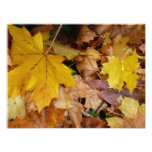 Fallen Maple Leaves Yellow Autumn Nature Photo Print