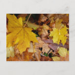 Fallen Maple Leaves Yellow Autumn Nature Postcard