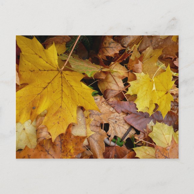 Fallen Maple Leaves Yellow Autumn Nature Postcard (Front)