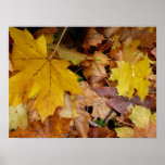 Fallen Maple Leaves Yellow Autumn Nature Poster
