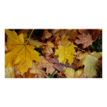 Fallen Maple Leaves Yellow Autumn Nature Poster