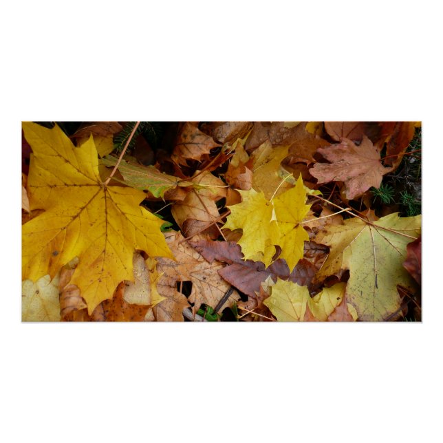 Fallen Maple Leaves Yellow Autumn Nature Poster (Front)