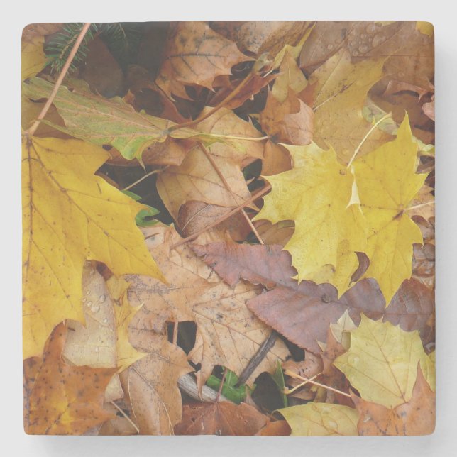 Fallen Maple Leaves Yellow Autumn Nature Stone Coaster (Front)