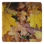 Fallen Maple Leaves Yellow Autumn Nature Trivet