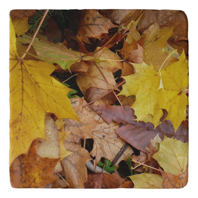 Fallen Maple Leaves Yellow Autumn Nature Trivet (Front)