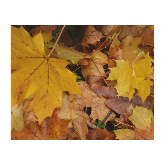 Fallen Maple Leaves Yellow Autumn Nature Wood Wall Decor (Front)