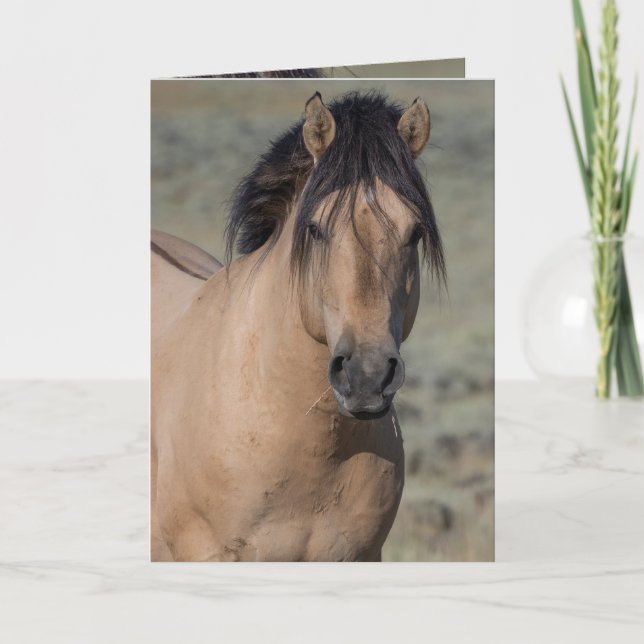 Fallen Star's Portrait Wild Horse Greeting Cards (Front)