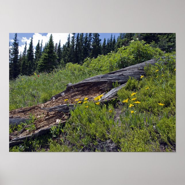 Fallen Tree and Mountain Wildflowers Poster (Front)