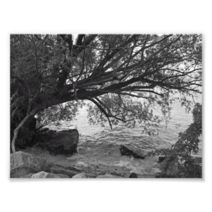 Fallen Tree over Water Photo Print