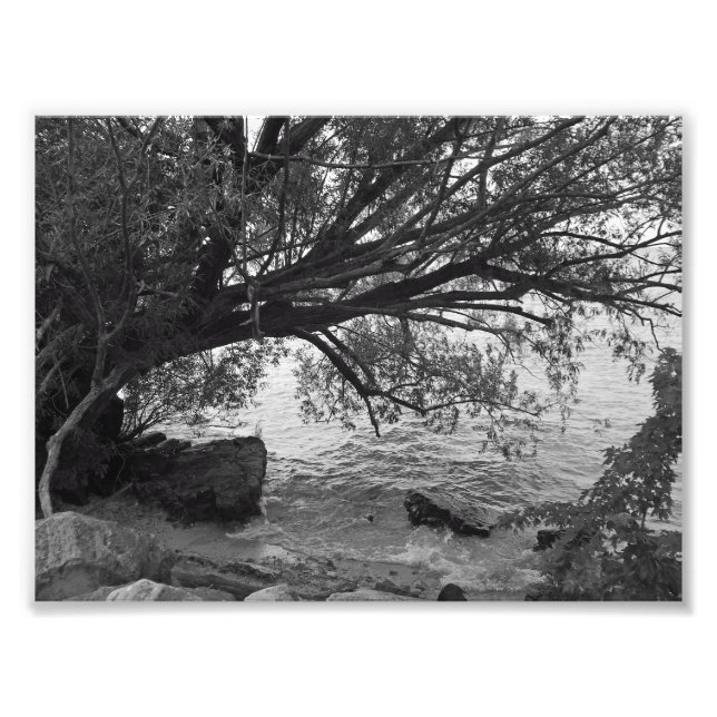 Fallen Tree over Water Photo Print (Front)