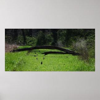 Fallen Tree Photo Poster