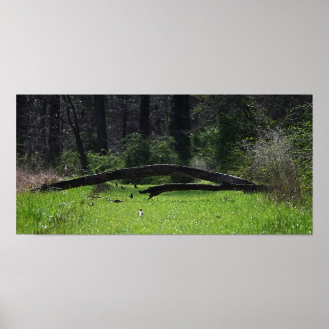 Fallen Tree Photo Poster (Front)