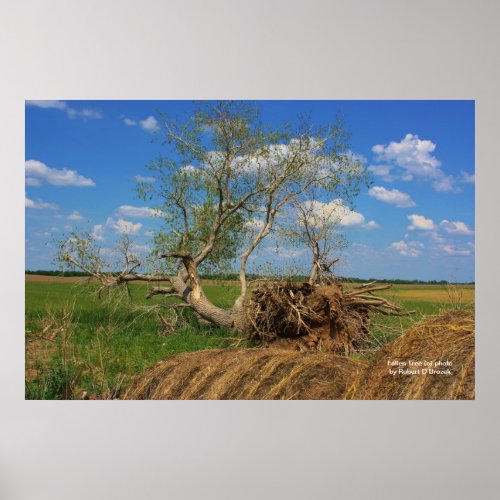 Fallen Tree Poster