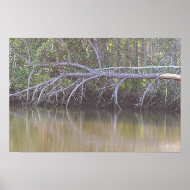 Fallen Tree Reflections Photo Poster (Front)