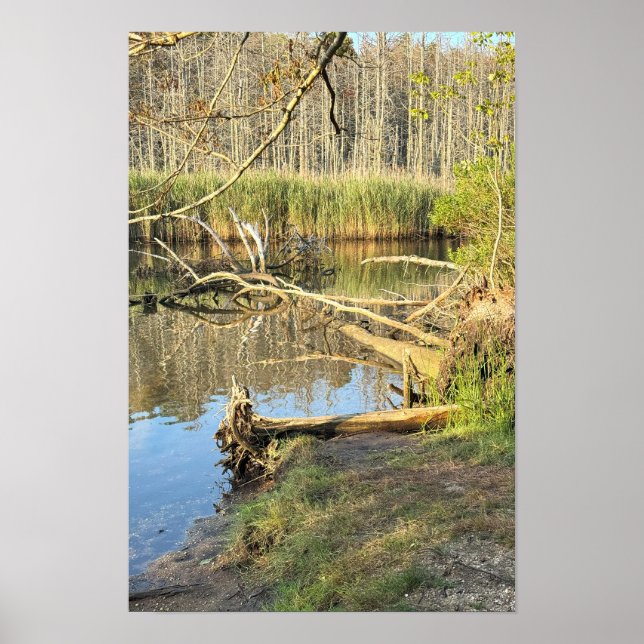 Fallen Trees Waterscape Poster (Front)