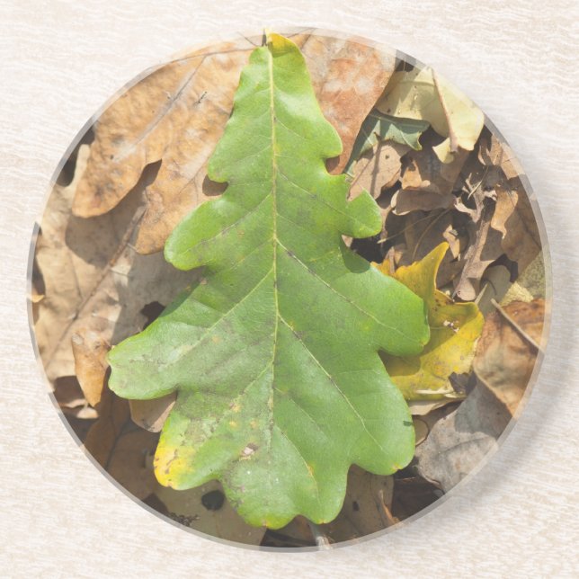 Falling green oak leaf drink coaster (Front)