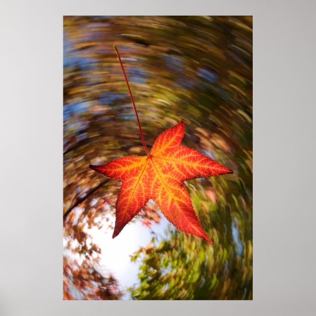 Falling Leaf from a tree in autumn Poster (Front)