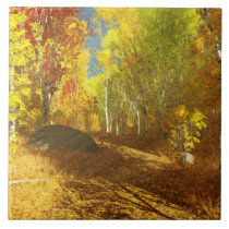Falling Light Decorative Tile