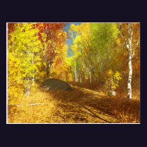 Falling Light Postcard