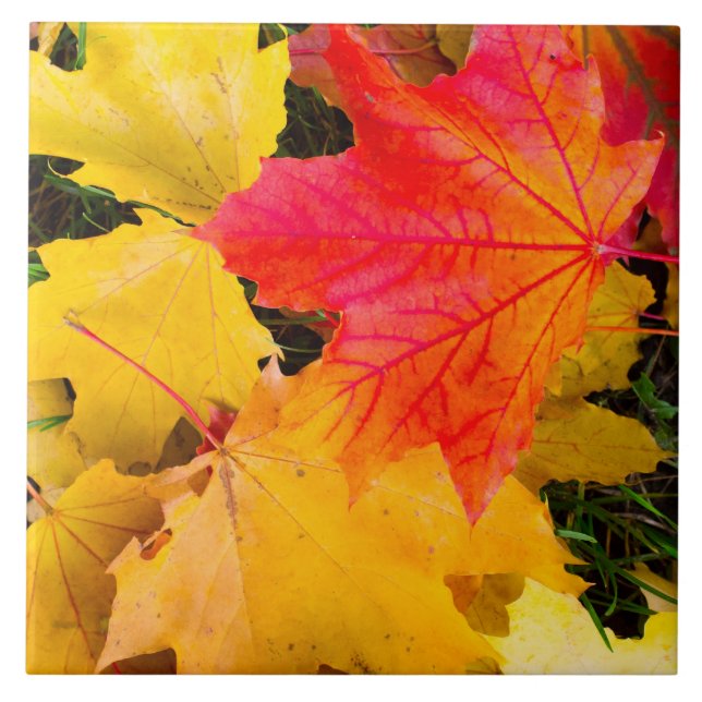 Falling maple leaves on a ground ceramic tile (Front)