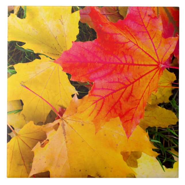 Falling maple leaves on a ground ceramic tile (Front)