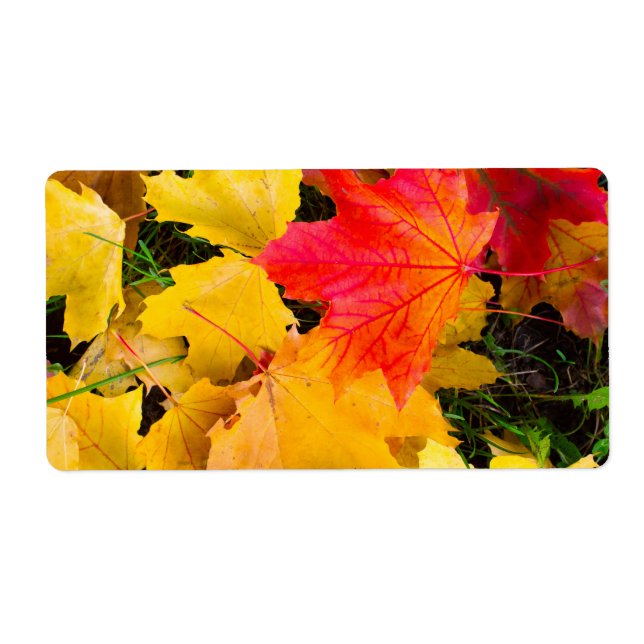 Falling maple leaves on a ground label (Front)
