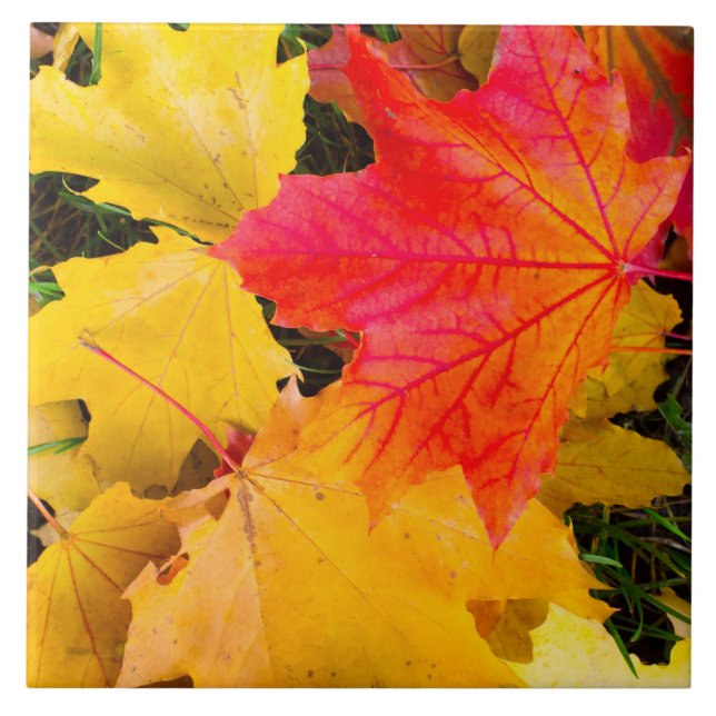 Falling maple leaves on a ground tile (Front)