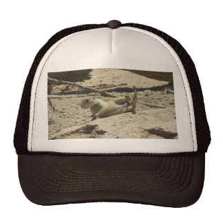 Prairie Dog Hats | Zazzle