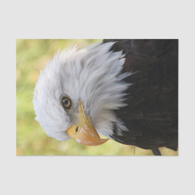 Falln Bald Eagle Liberty Tissue Paper (Front)