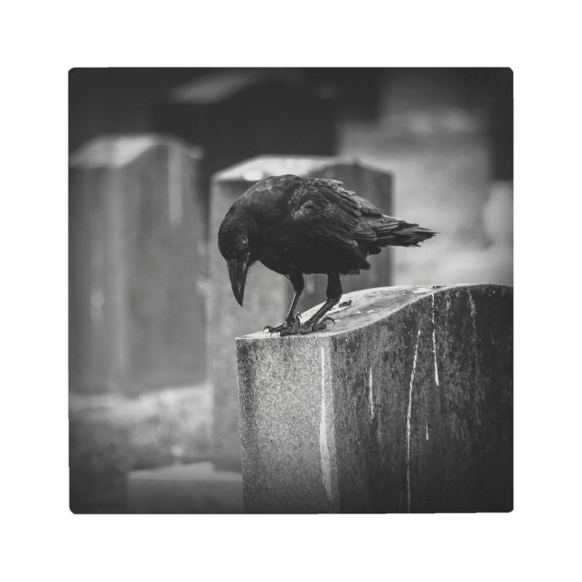 Falln Cemetery Crow Metal Print (Front)