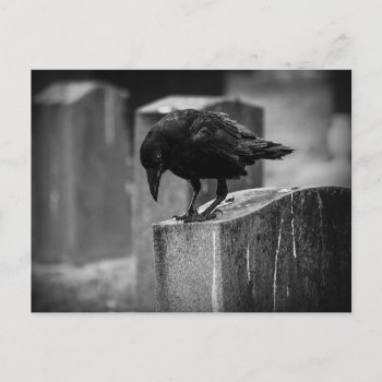 Falln Cemetery Crow Postcard by FallnAngelCreations at Zazzle