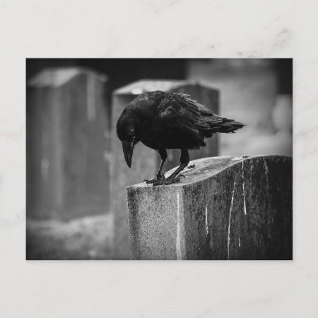 Falln Cemetery Crow Postcard