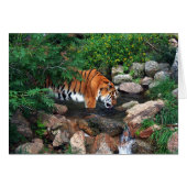 Falln Drinking Tiger (Front Horizontal)
