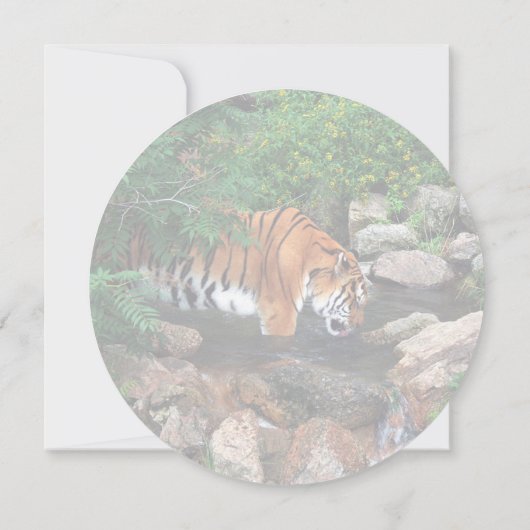 Falln Drinking Tiger (Back)